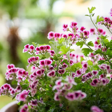 Daniele 아파트호텔 3*