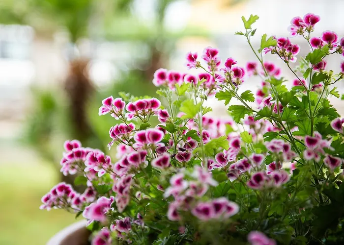 Daniele Aparthotel 3*